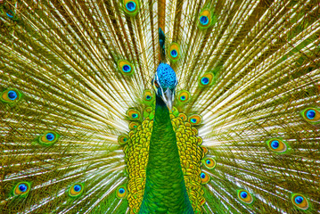 Obraz premium Peacock With Beautiful Feathers