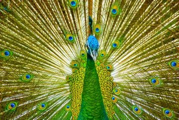 Fotobehang Peacock With Beautiful Feathers © noorhaswan