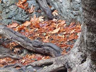 Fallen leaves among the massive tree roots