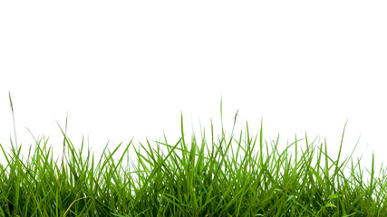 Fototapeta premium green grass on white background