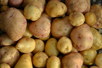 Young potatoes close-up, home agricultural crop.
