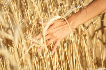 Fototapeta na wymiar Beautiful blonde girl in a wheat field
