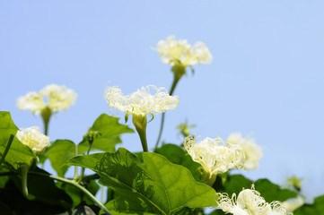 カラスウリの白い花