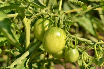 Green tomatoes on a Bush in the morning sun close-up. Agriculture concept.