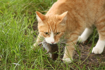Katze hat Maus gefangen