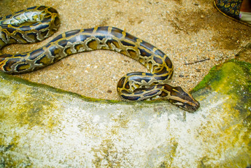 Ball Python , Closed Up