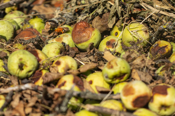 Rotten green and brown apples. Fallen rotten apples raked into a pile. Picture of rotten apples in a garden.