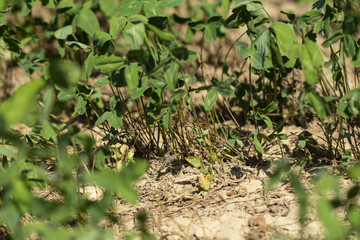 Wilted plants in the field. Extreme drought destroying the crops of farmers. The plants I got fading from lack of water. The drought in the summer.