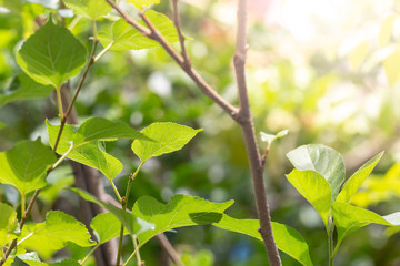 Green leaves with sunlight ,natural green background