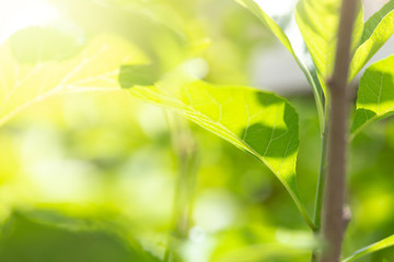 Green leaves with sunlight ,natural green background
