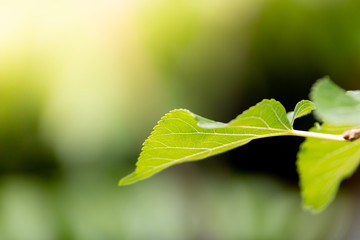 Green leaves with sunlight ,natural green background
