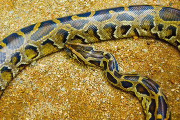 Ball Python , Closed Up