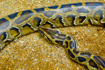 Ball Python , Closed Up