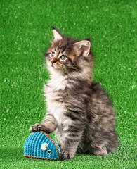 Maine Coon kitten