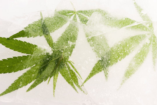 Cannabis Leaf Frozen In Ice With The Backlight