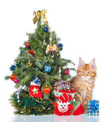 Obraz premium Maine Coon kitten