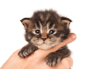 Maine Coon kitten