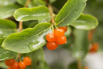 Orange closeup berries. Wolfberry bush with dew drops. Fresh green blurred background.