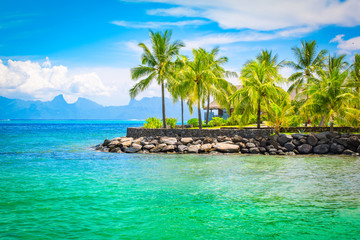 Palm trees on Tahiti Island. Colorful landscape.