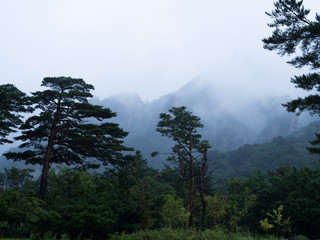 Obraz na płótnie Canvas nature forest mountain landscape