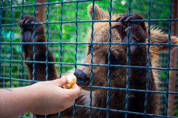 .the bear cub eats a banana