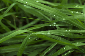 Fototapeta premium Closeup fresh green grass with dew drops. Macro blur background.