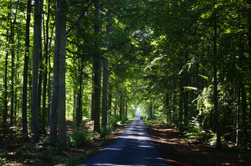forest road on visingso