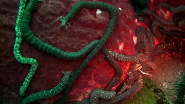 Sea worms like parasites helminth on seabed underwater on Galapagos. Amazing life of tropical nature world in blue water. Scuba diving.