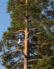 Fototapeta premium Seagull sitting on a tree. Close up