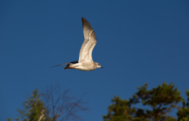 White Seagull flying in the sky. Close up
