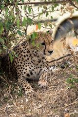 cheeta