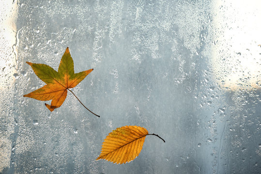 Autumn leaves and raindrops on window