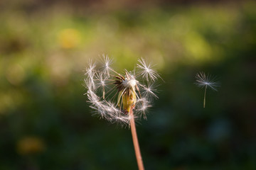 Dandelion seed 