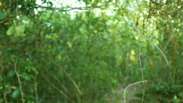 Green thickets of liana trees and plants in tropical forest. Green foliage and branches of tropical trees in wild jungle point of view.