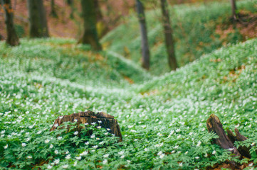 Spring forest with white flowers