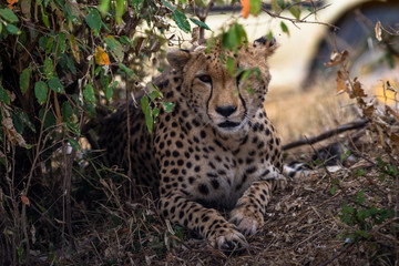 cheeta