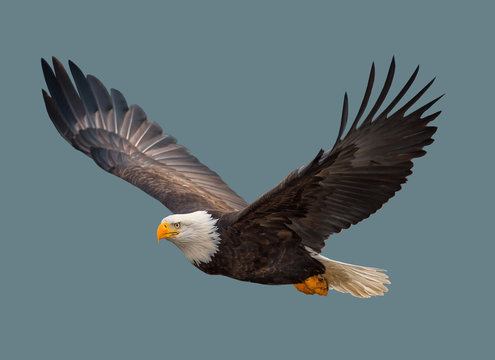 The bald eagle in flight.