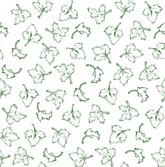 Parsley. Vector background