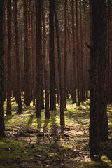 View on trees and flora in natural forest with sunlight