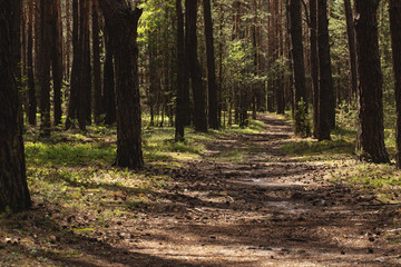 Obraz premium Photograph wallpaper of walkway in the natural jungle with trees and sunlight