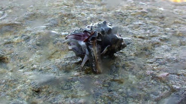 Sea marine snail underwater lagoon of ocean on Galapagos. Amazing life of tropical nature world in blue water. Scuba diving.