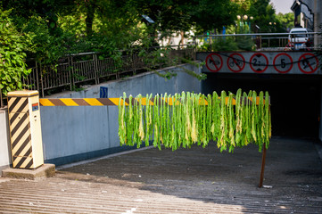 Chinese cabbage is drying on barrier