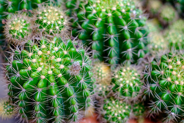 Naklejka na ściany i meble Close up of Green cactus selective focus