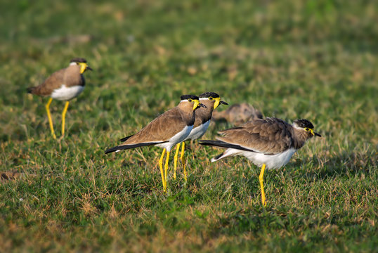 Yellow-wattled Lapwing - Vanellus malabaricus, beautiful colored lapwing from Sri Lankan swamps and grasslands.