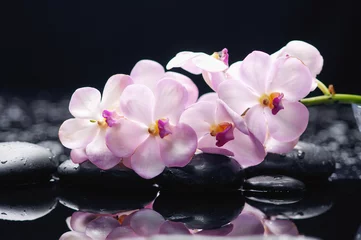 Foto auf Acrylglas Zweigorchidee auf schwarzen Steinen © Mee Ting