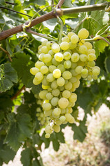 Grapes vineyard, Sultani grapes, Izmir / Turkey