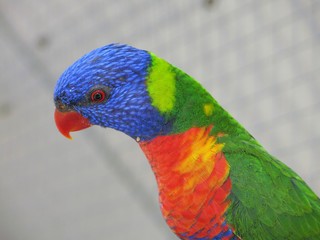Rainbow lorikeet in the wildlife, NSW, Australia