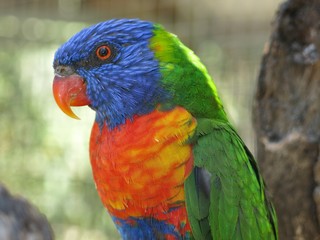 Rainbow lorikeet in the wildlife, NSW, Australia