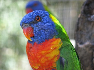 Rainbow lorikeet in the wildlife, NSW, Australia