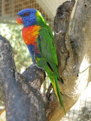 Rainbow lorikeet in the wildlife, NSW, Australia